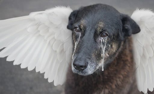 O Cão Orelha