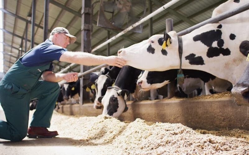 Conceito 90 Dias Vitais, da Elanco Saúde Animal, reúne os 60 dias do período seco e os 30 primeiros dias após o parto, fase considerada decisiva para as vacas leiteiras.